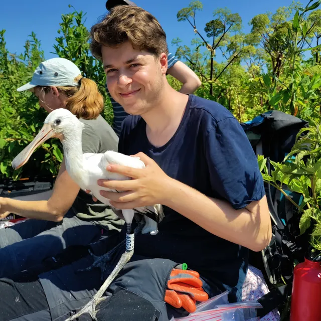 Tohar Tal holding an Eurasian Spoonbill