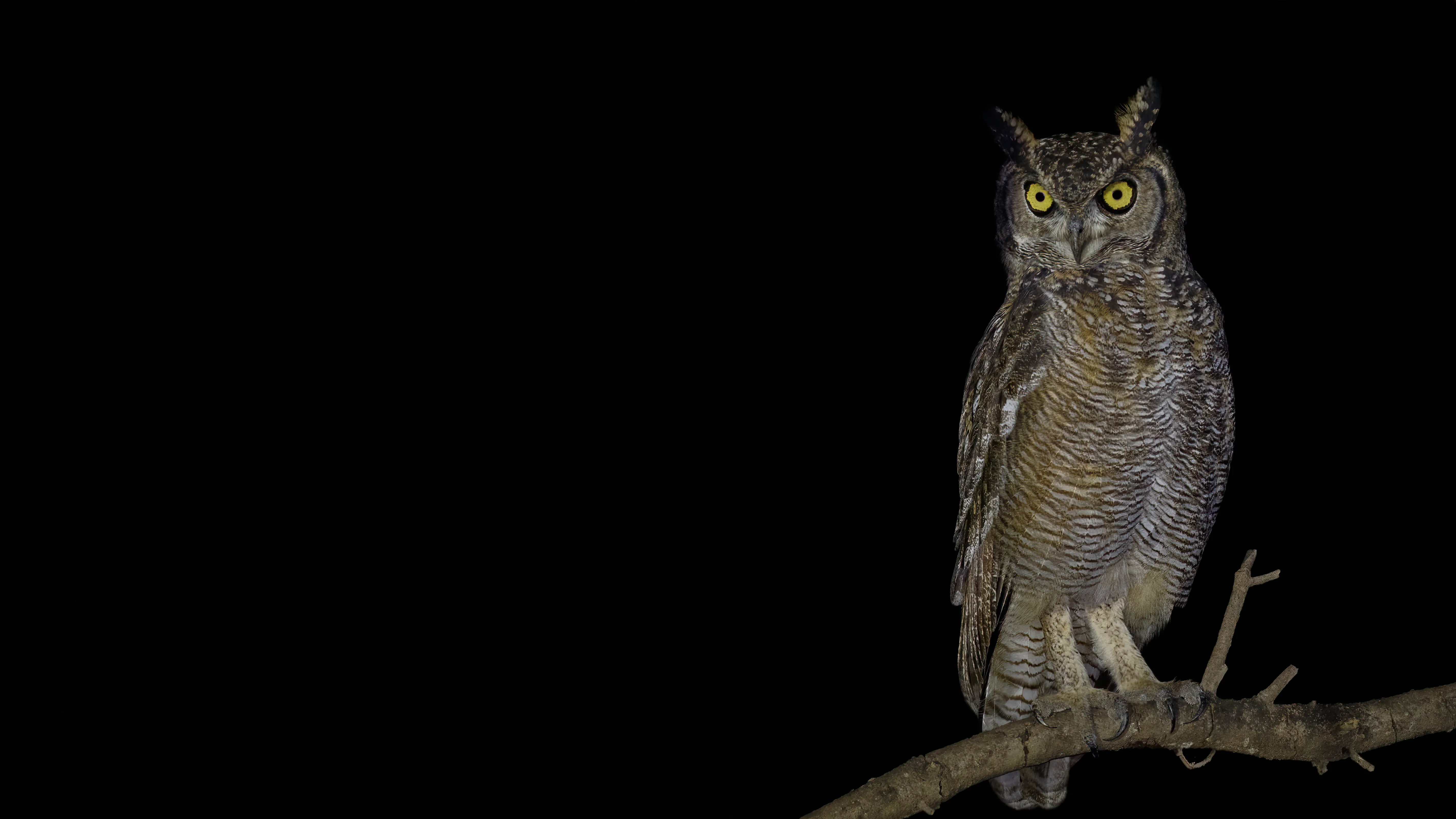 A Spotted Eagle-Owl perched on a branch at night