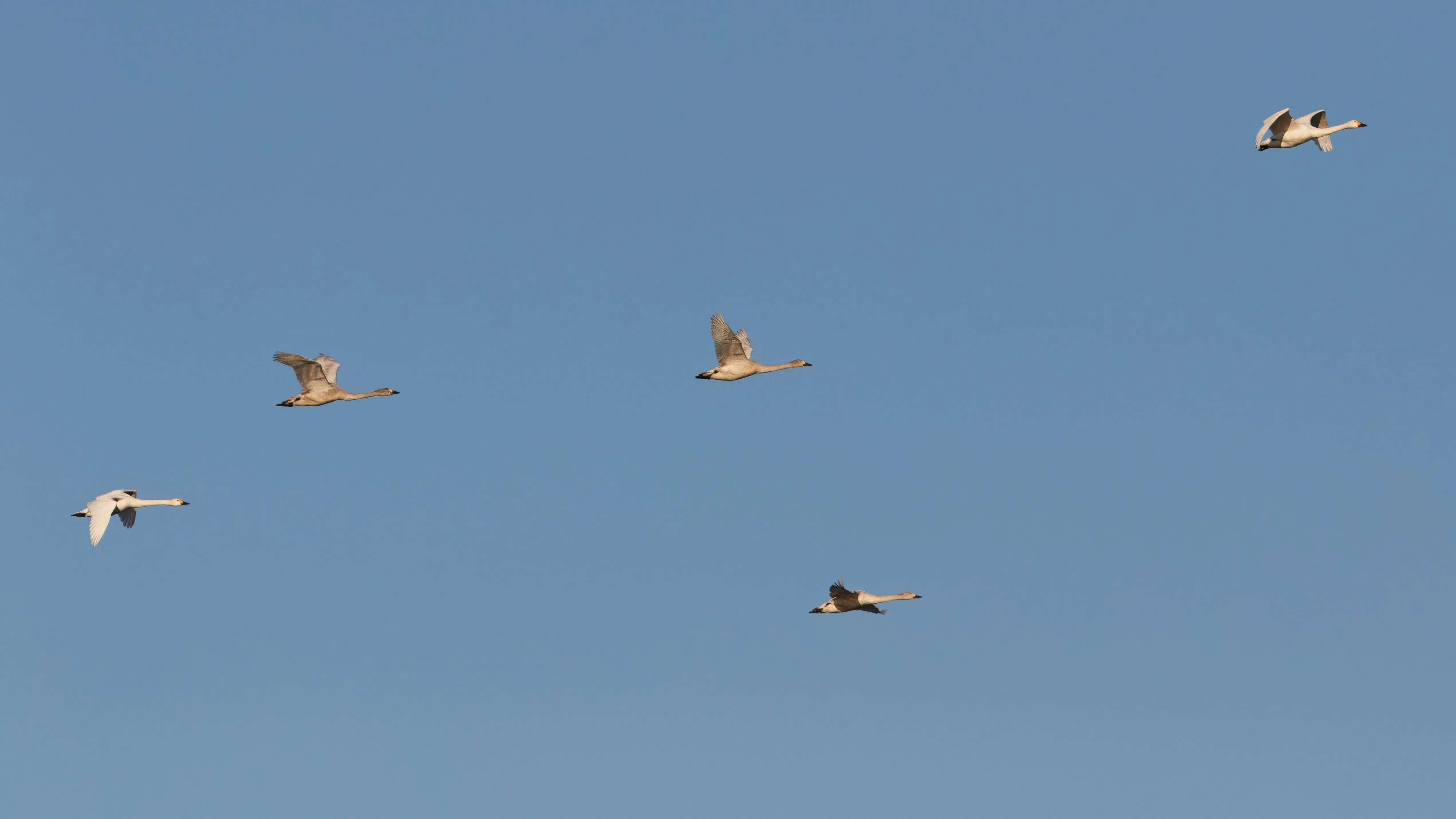 Bewick's Swans