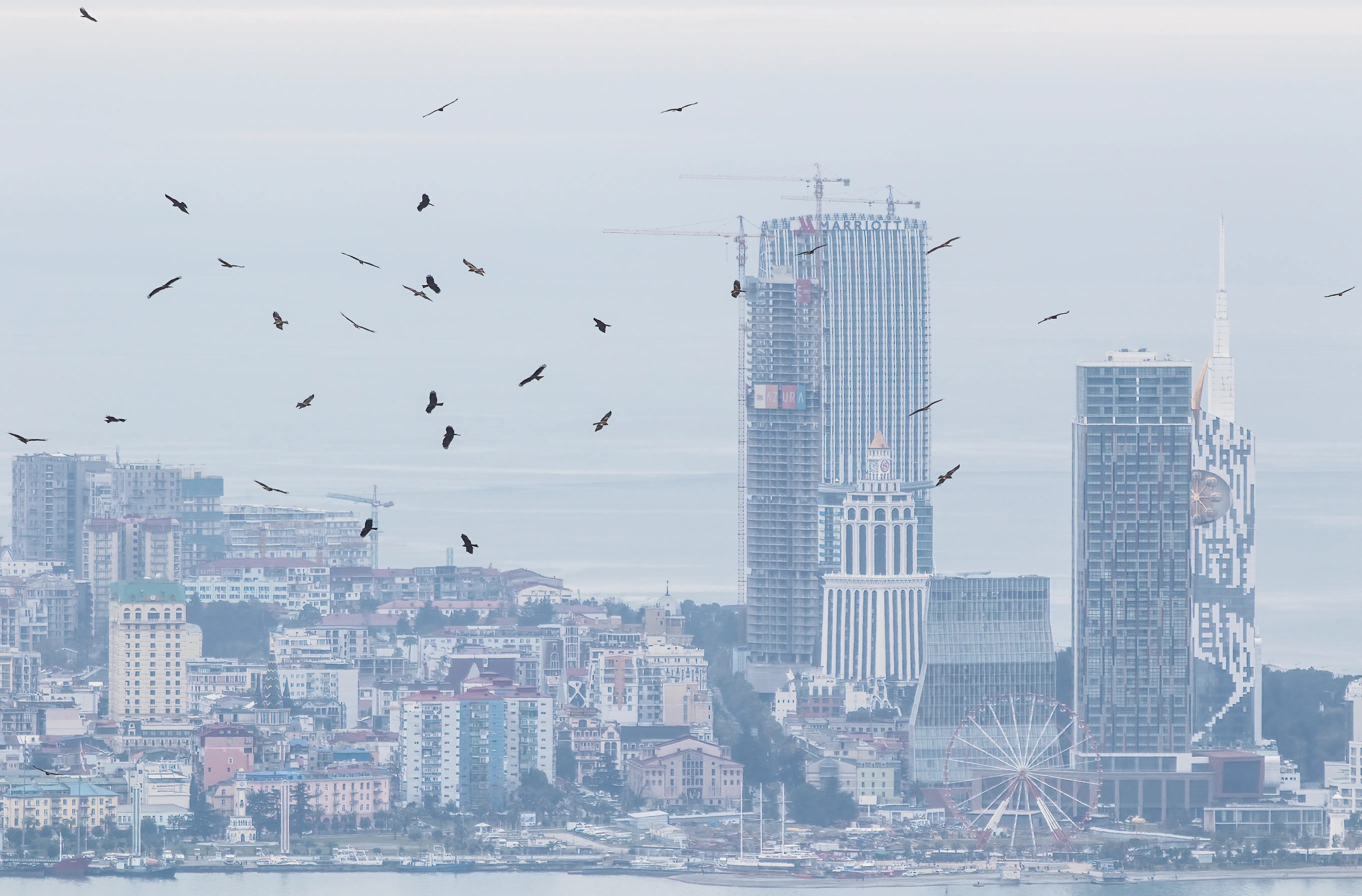 Black Kites migrating over the Batumi bottleneck