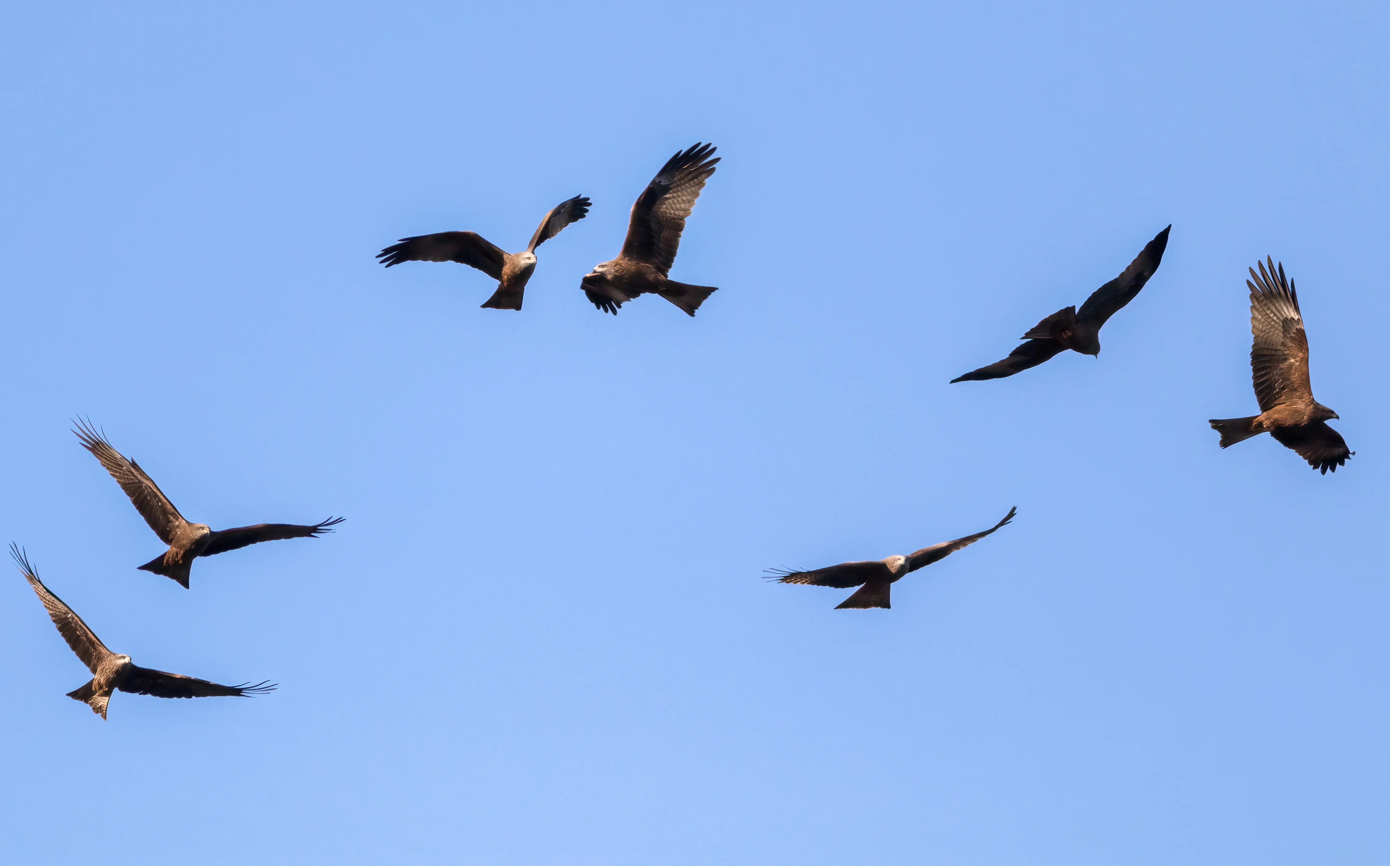A Black Kite in flight