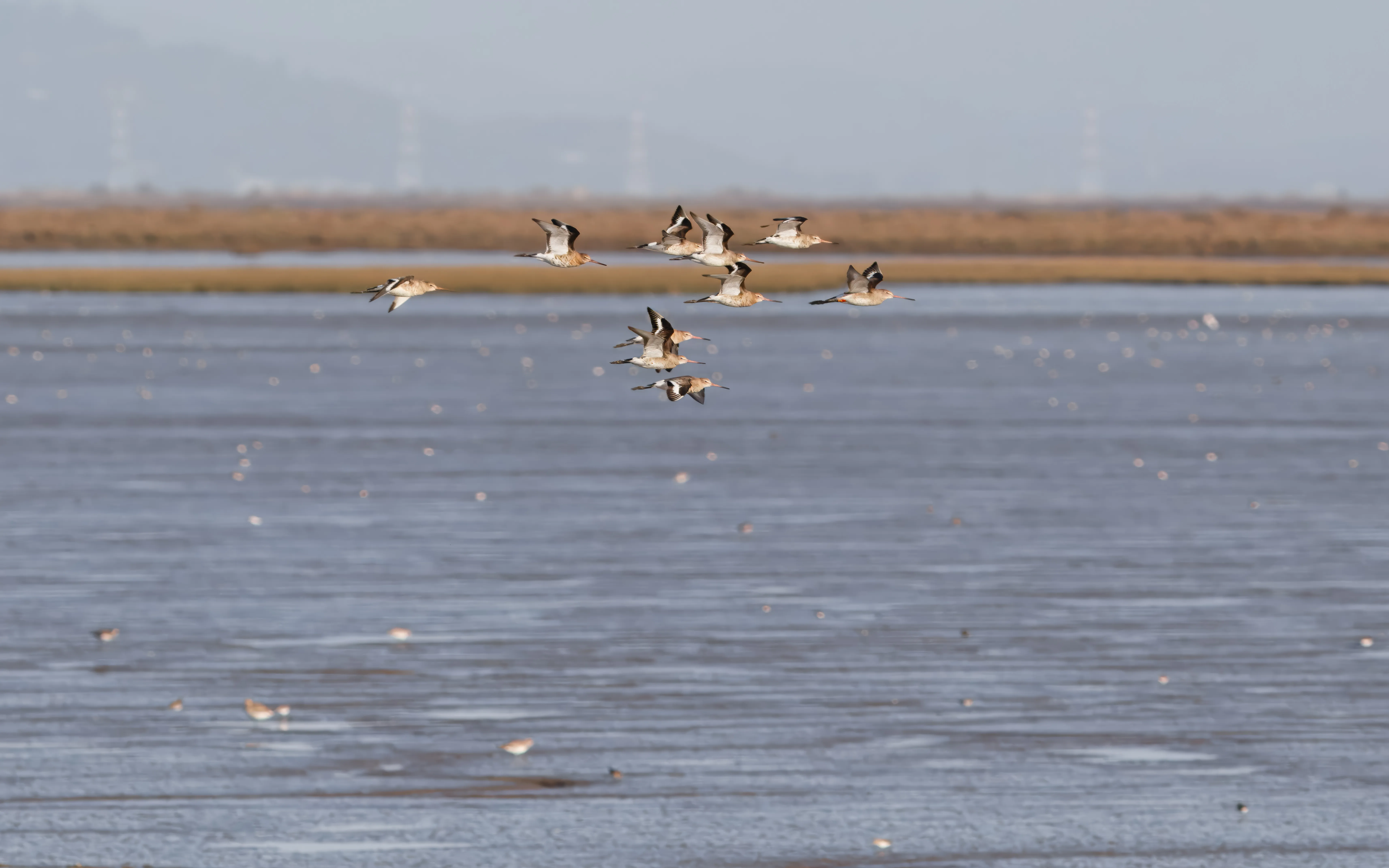 Black-tailed Godwits