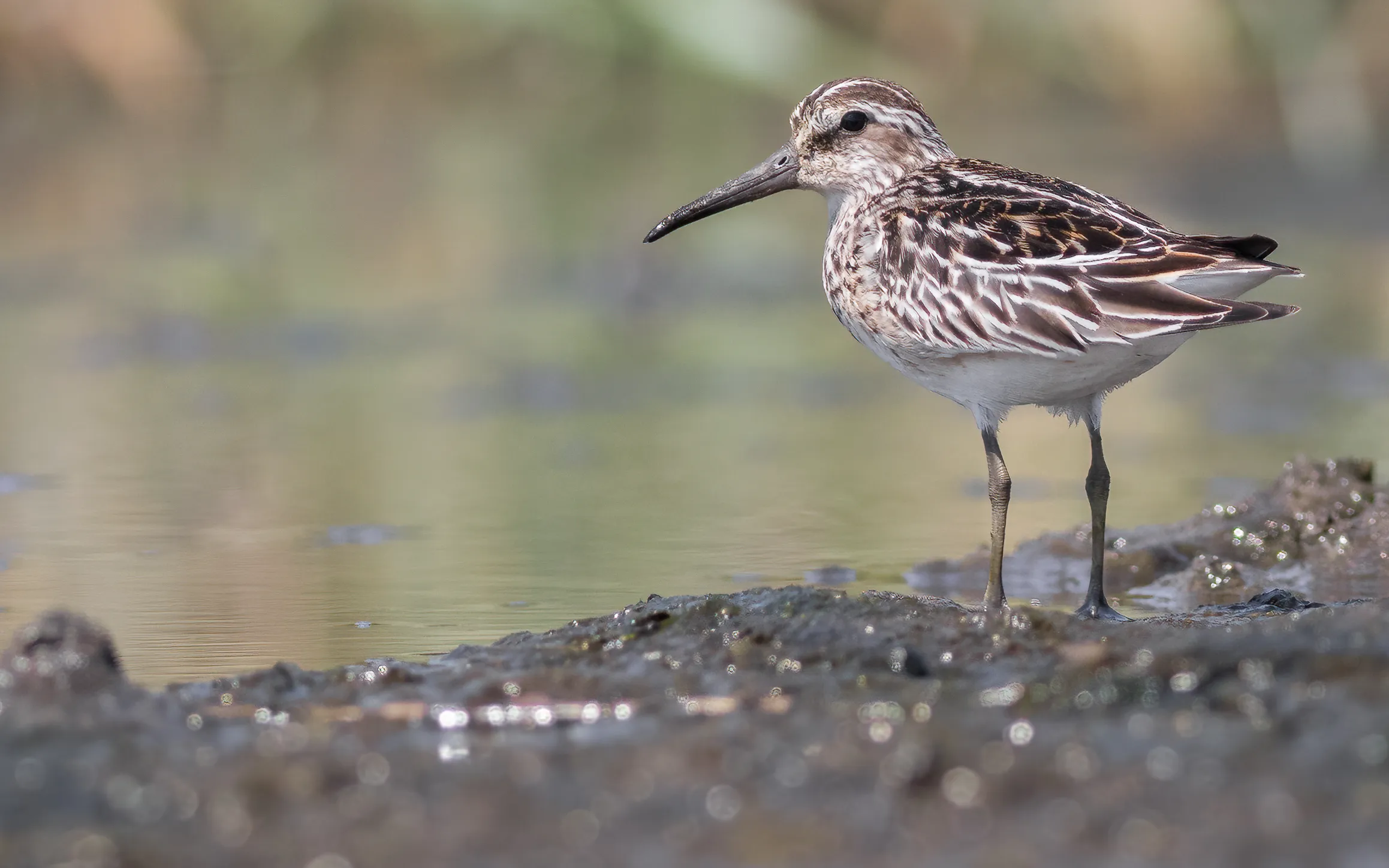 A Broad-billed Sandpiper