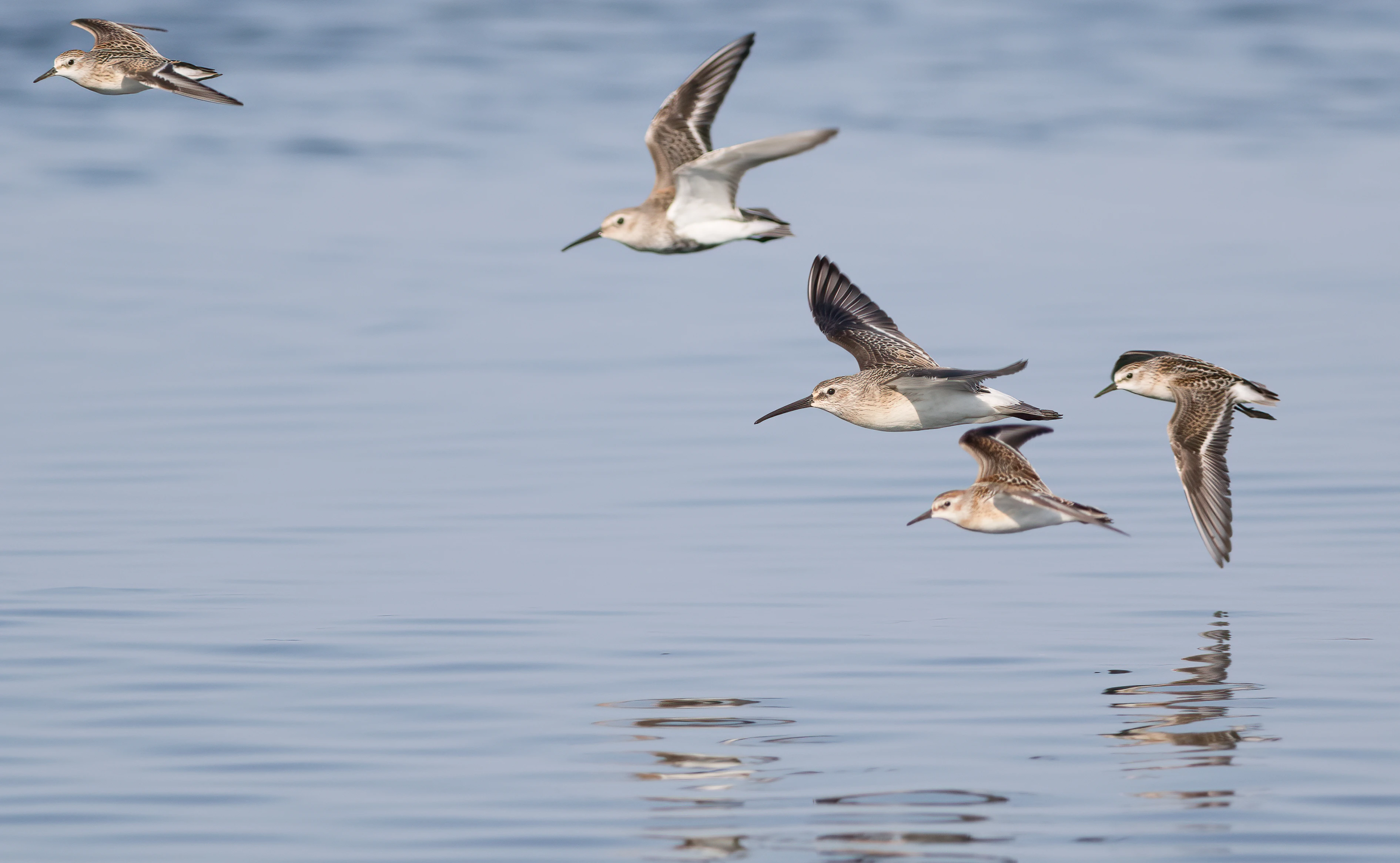 A mixed flock of Curlew Sandpipers, Little Stints, and Dunlins
