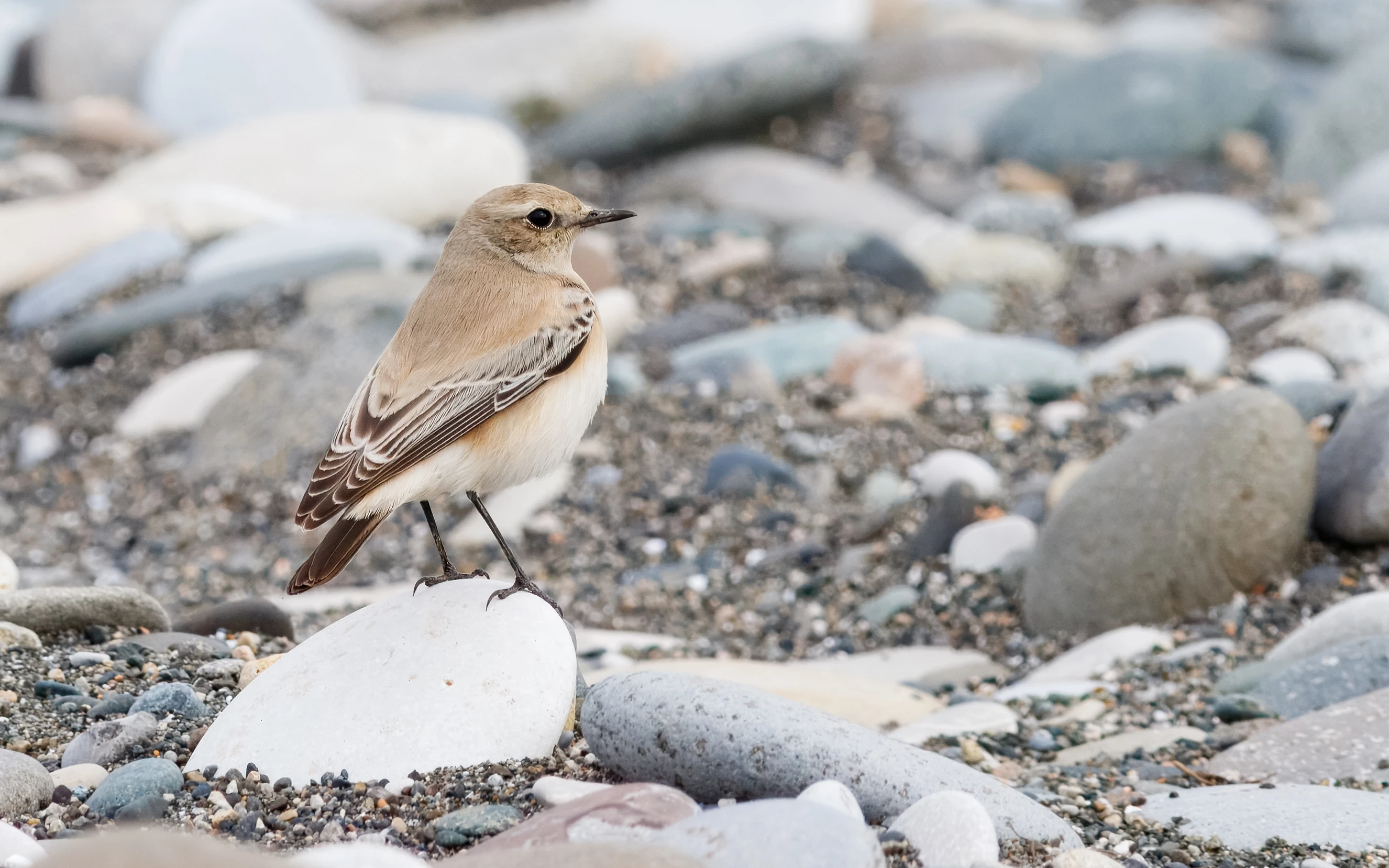 A Desert Wheatear perched on a rock