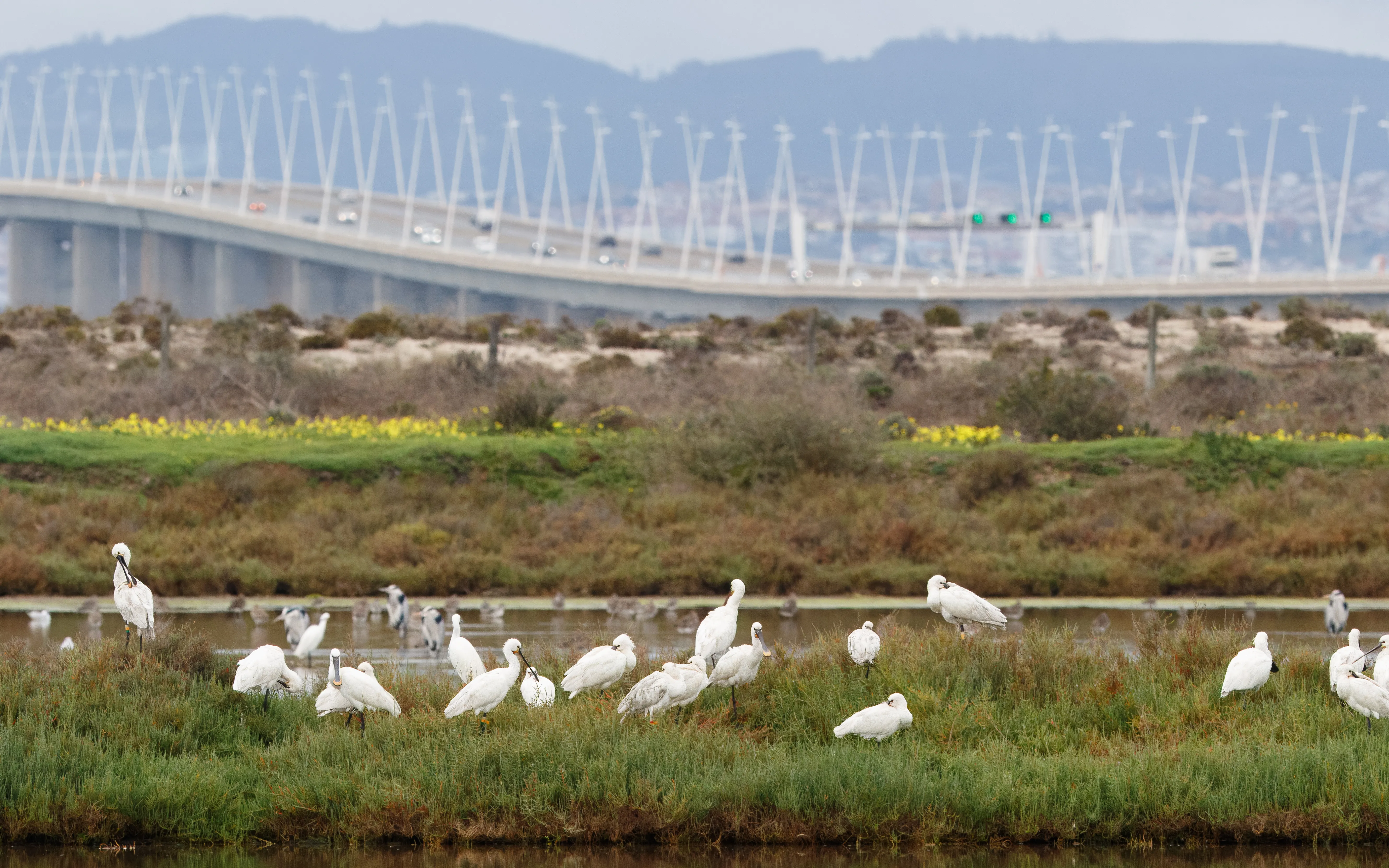 Eurasian Spoonbills