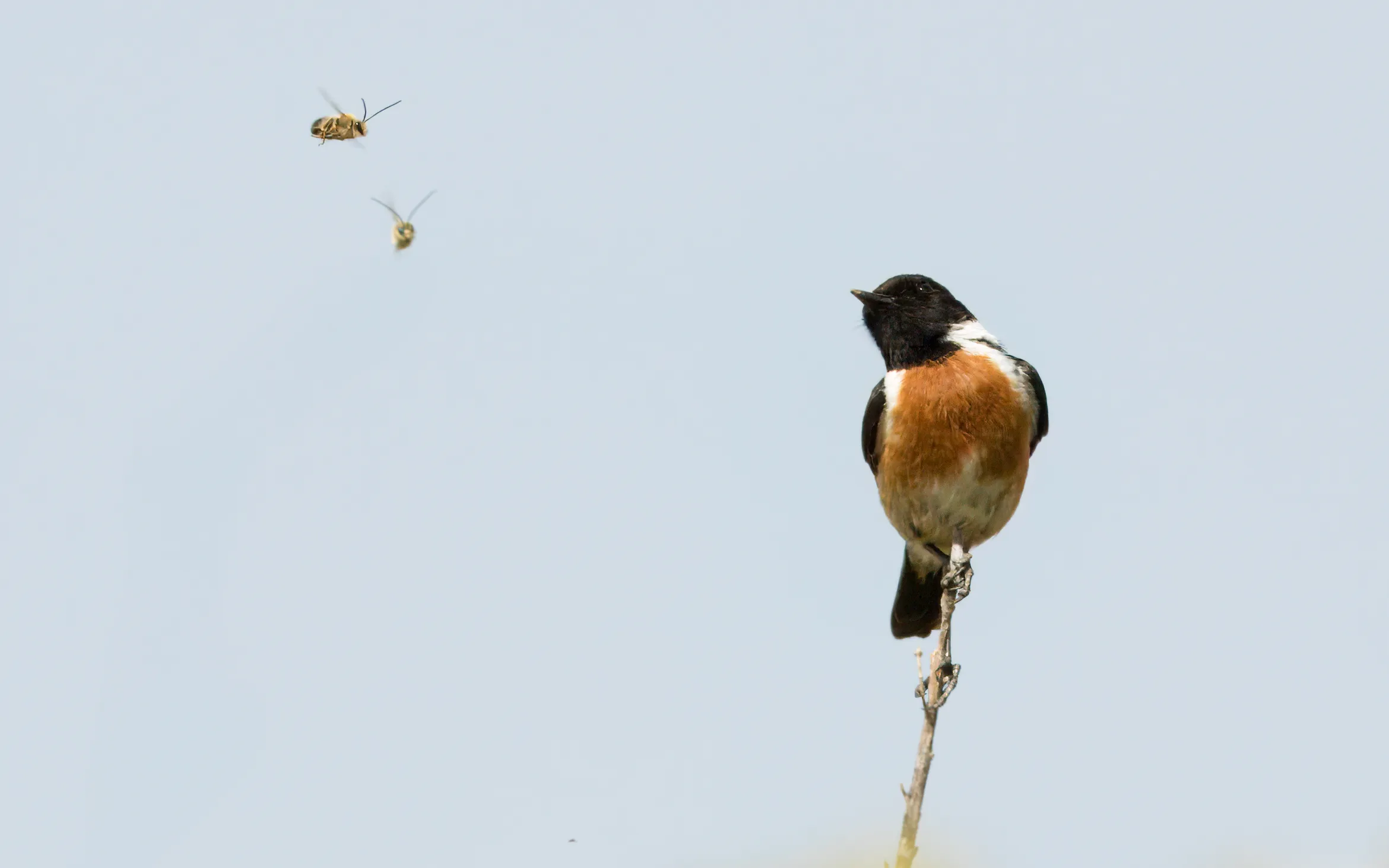 A European Stonechat