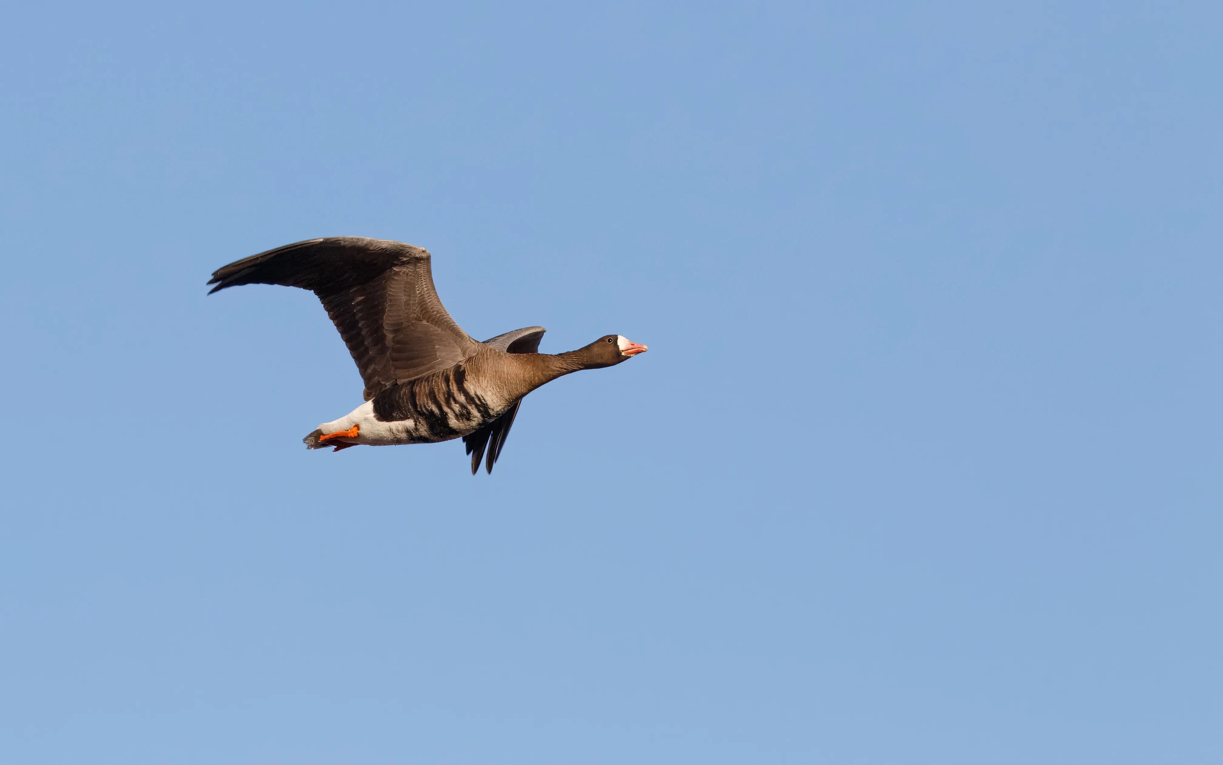 A Greater White-fronted Goose