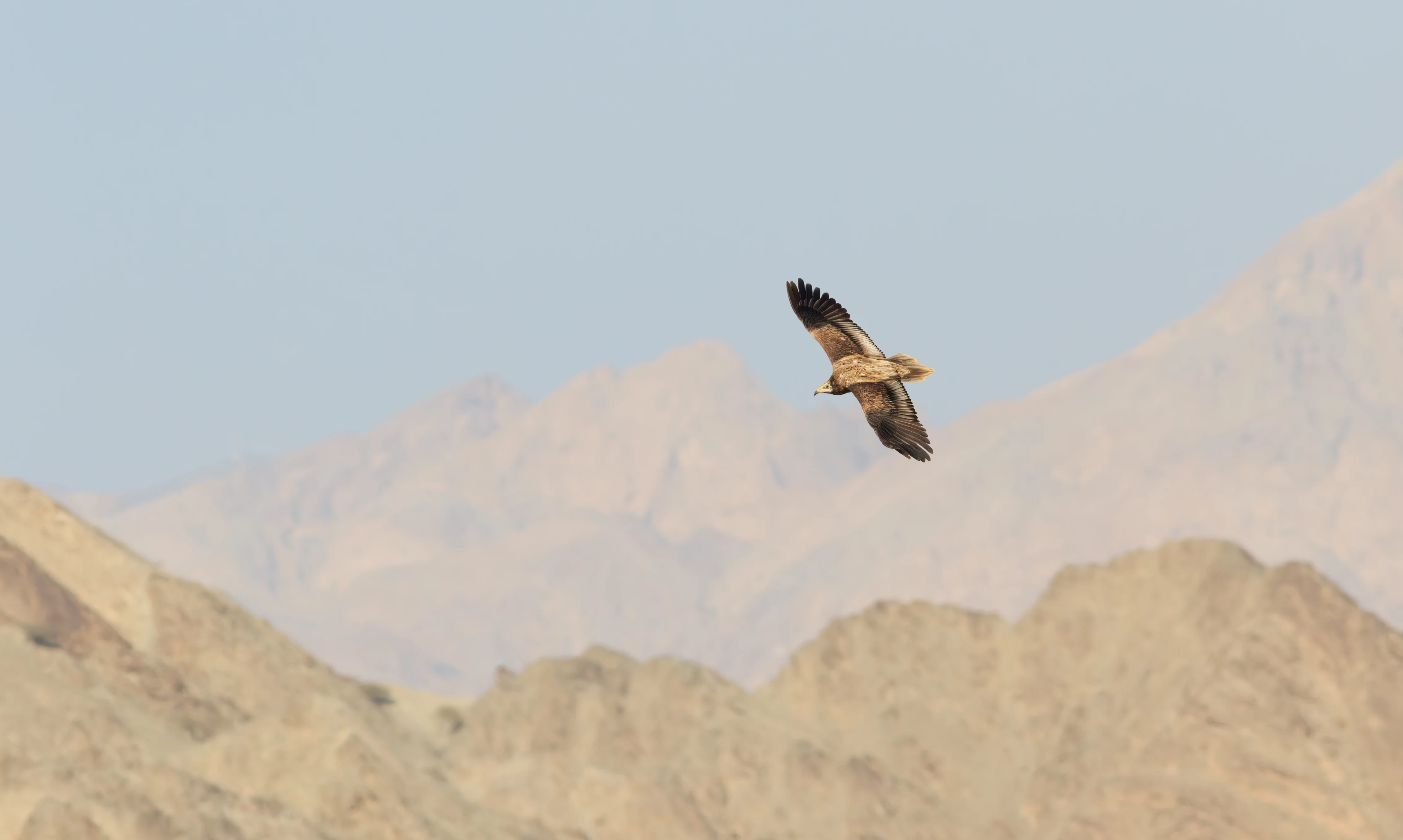 An Egyptian Vulture in flight over mountains