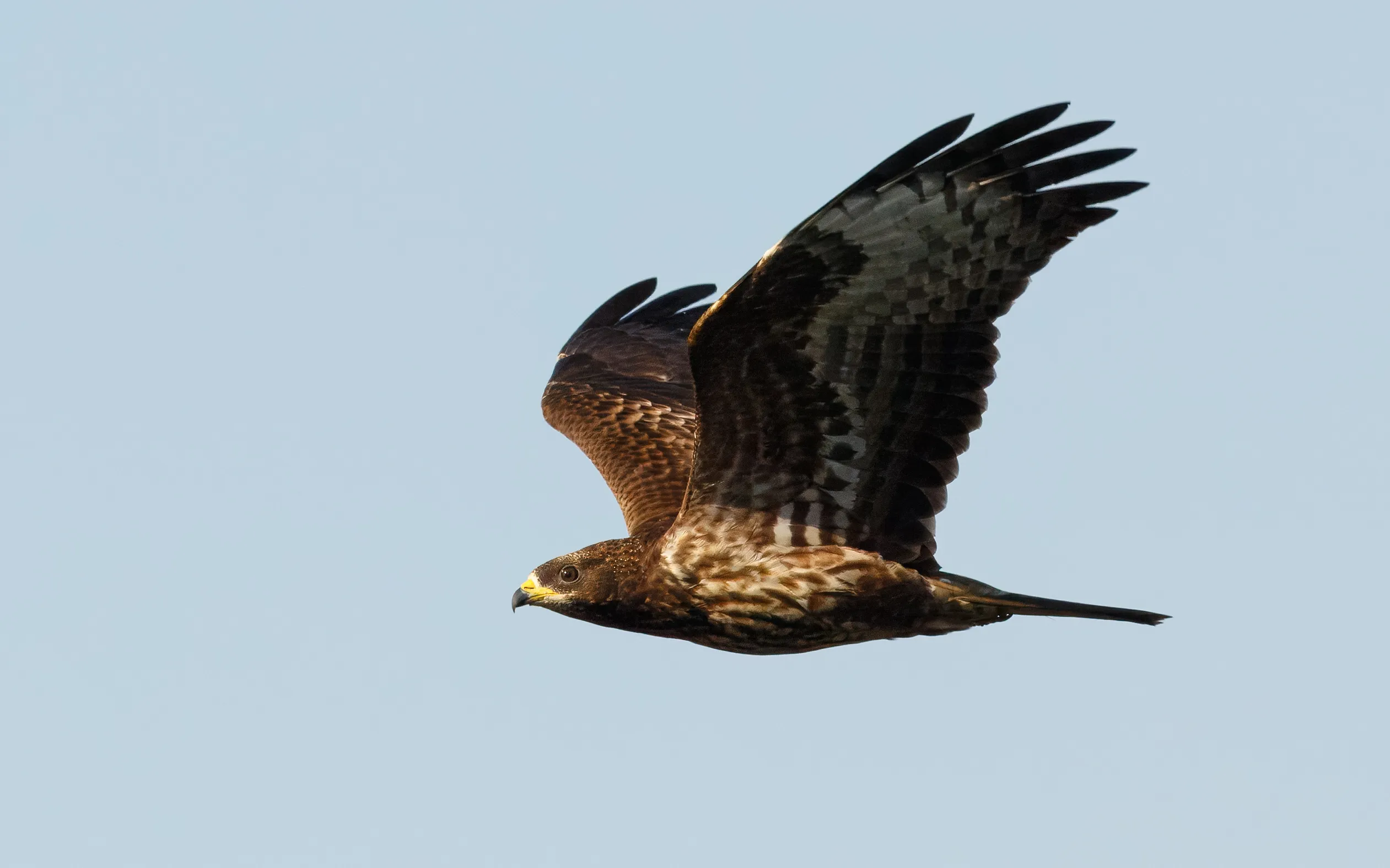 A Honey Buzzard