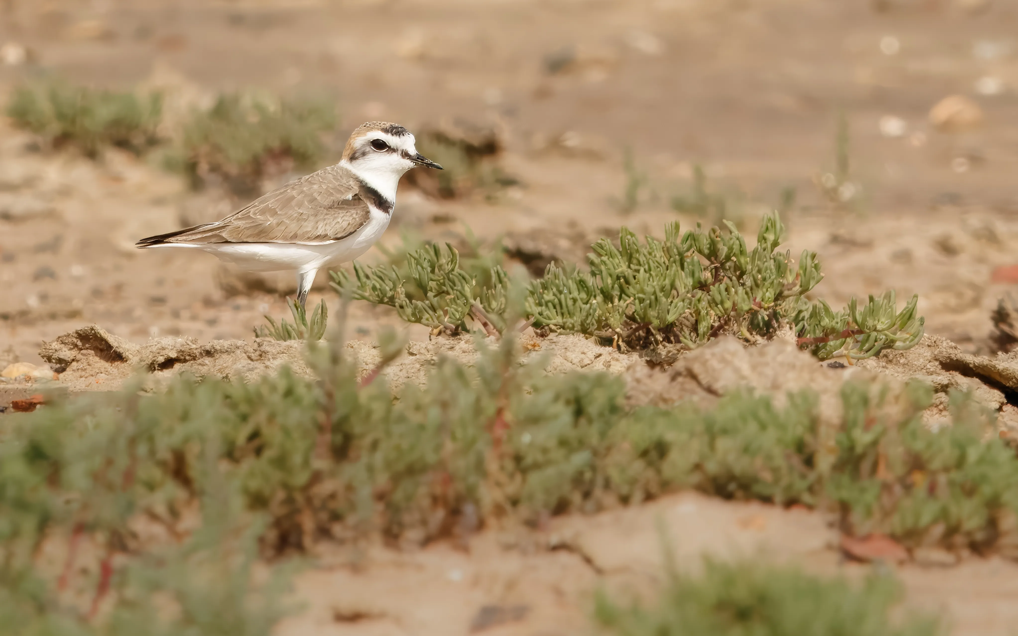 A Kentish Plover