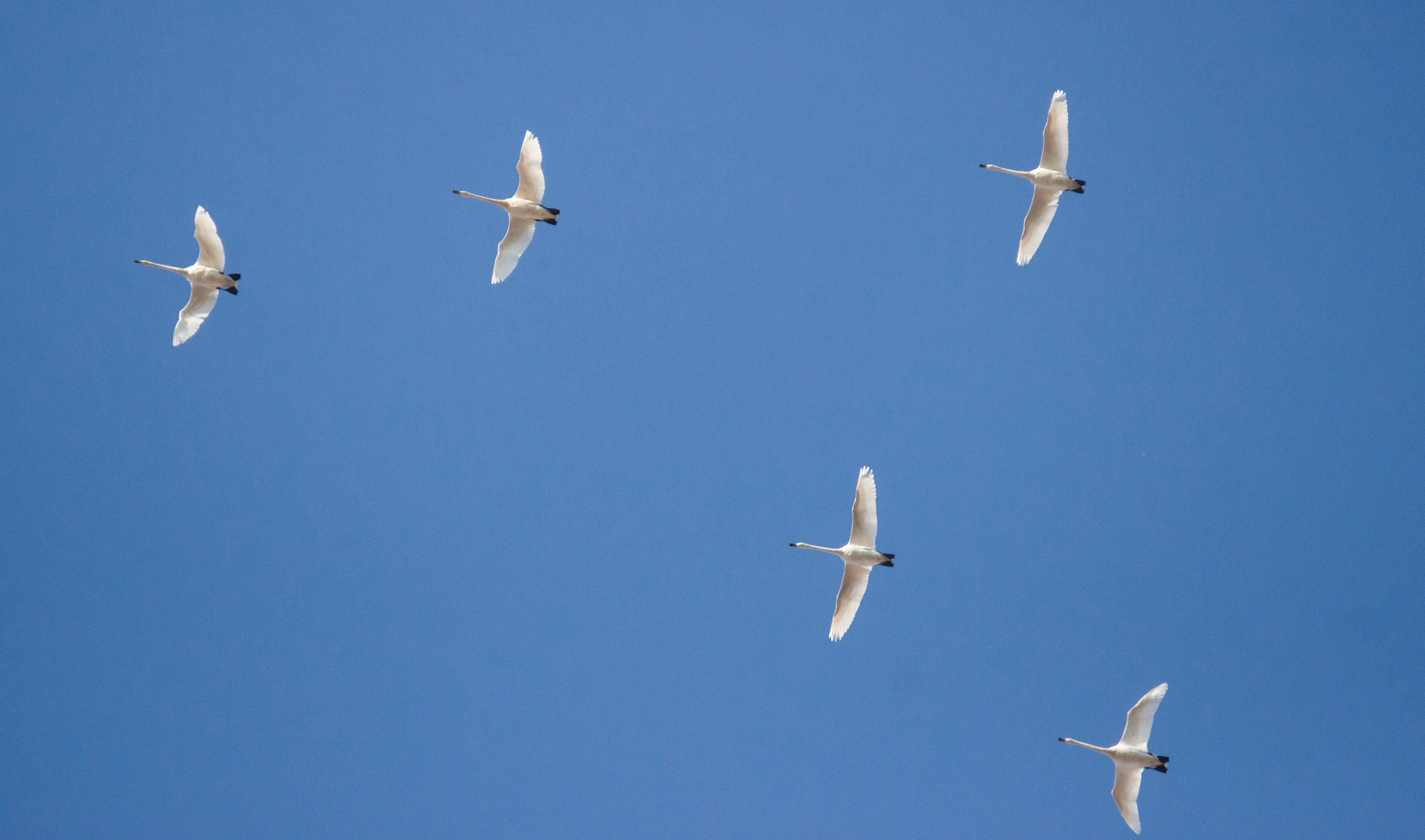Migratory birds in the Arctic