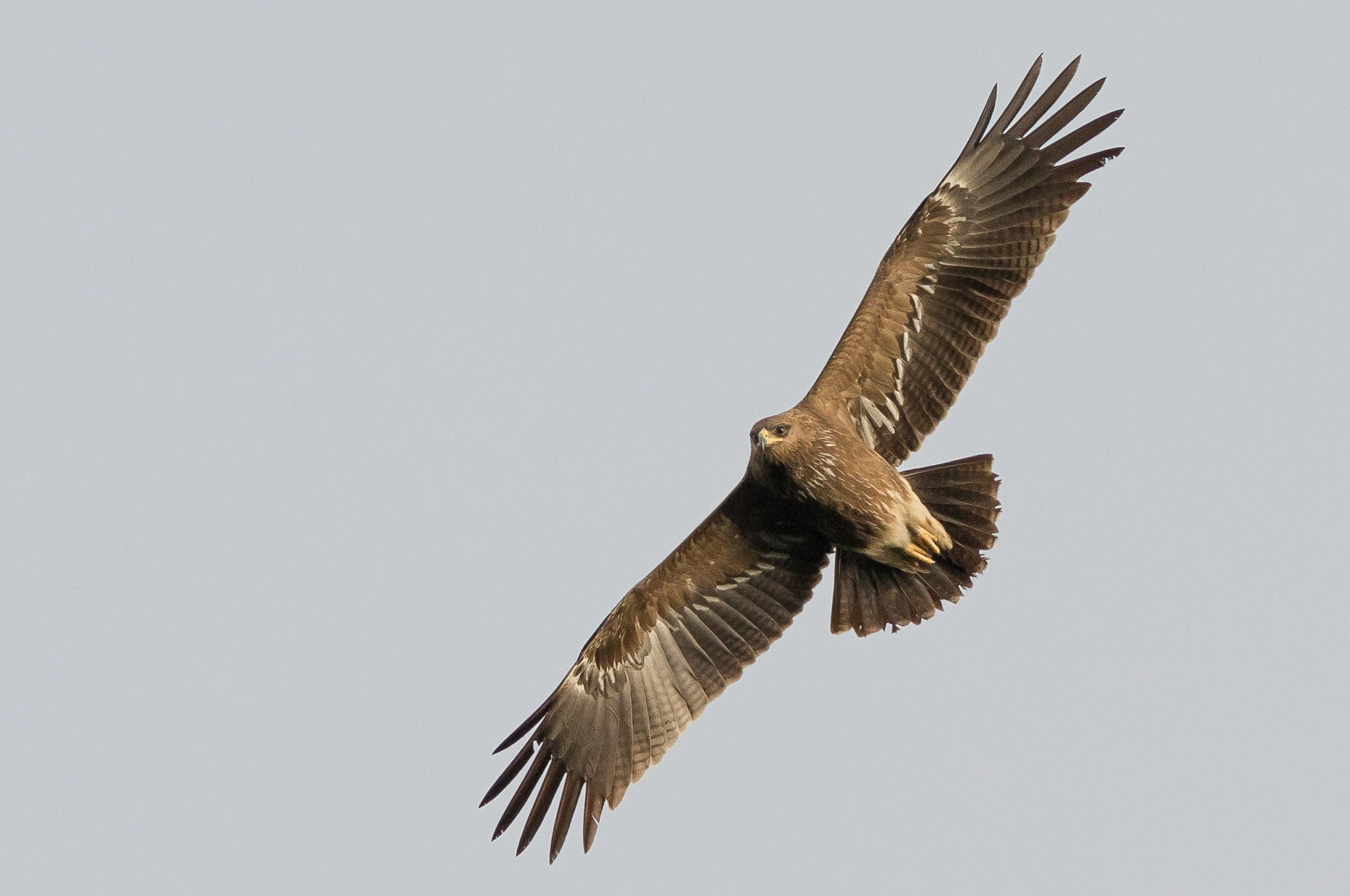 A Lesser Spotted Eagle in flight