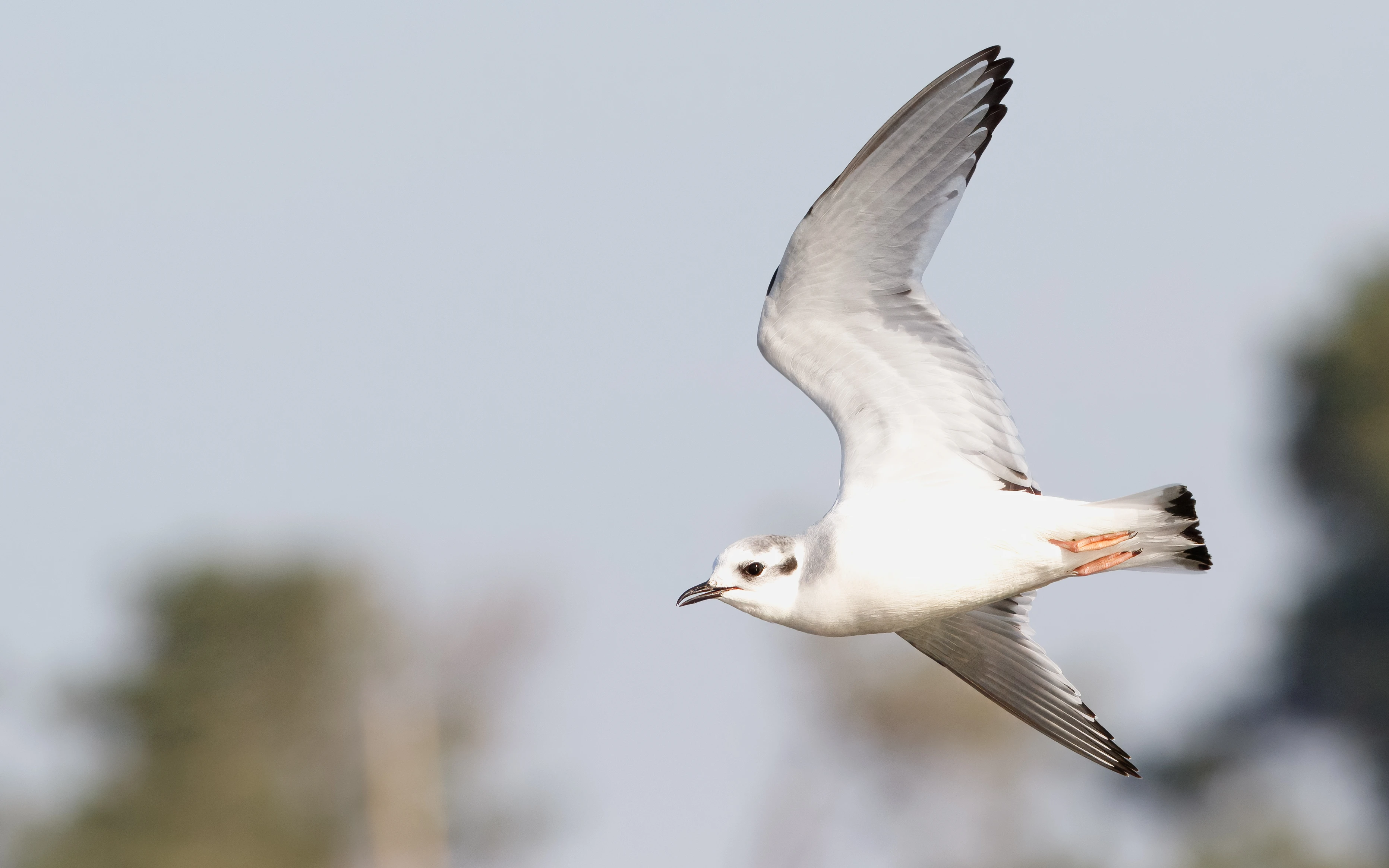 A Little Gull in flight