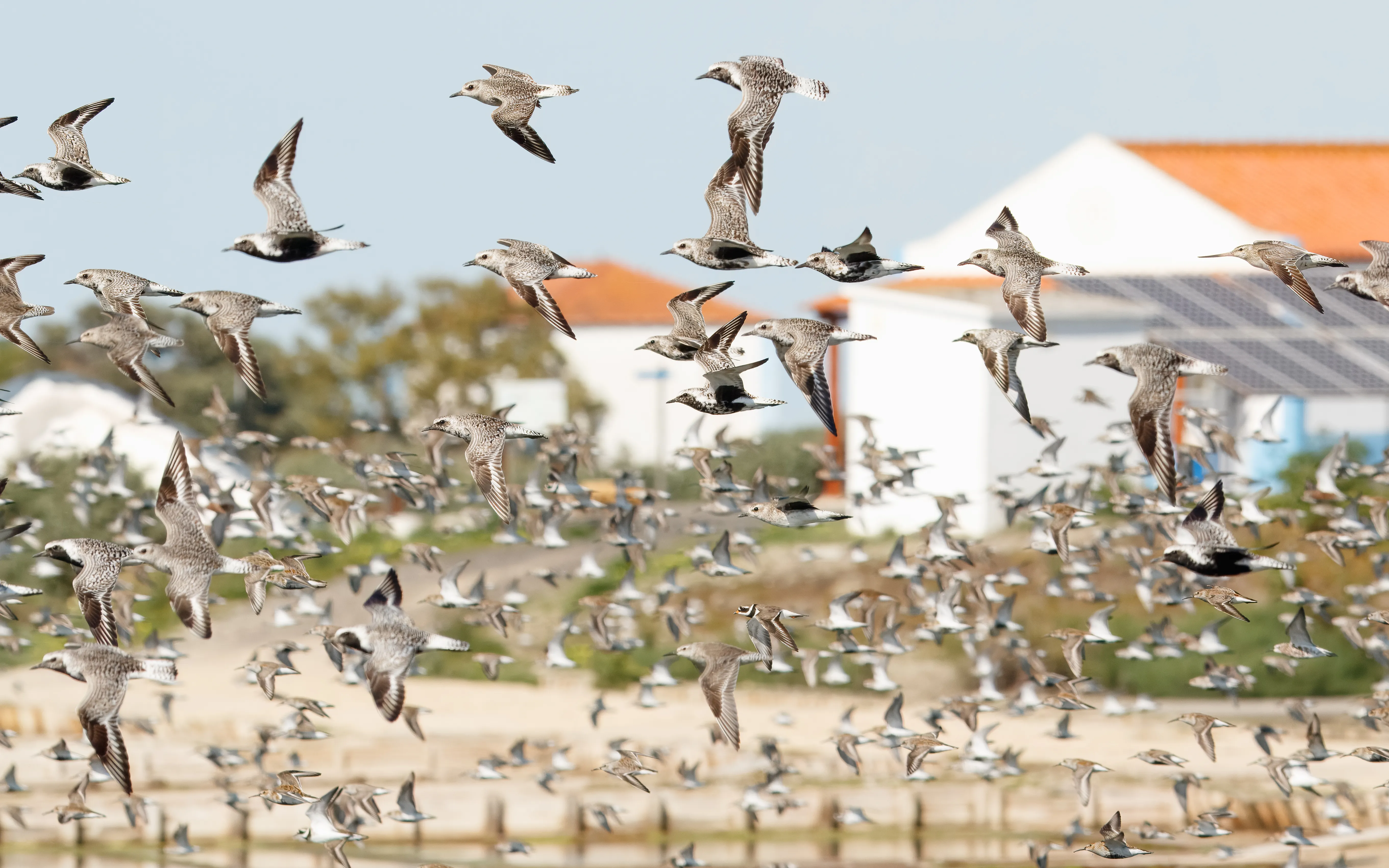 A mixed flock of waders in flight over the Portuguese coast