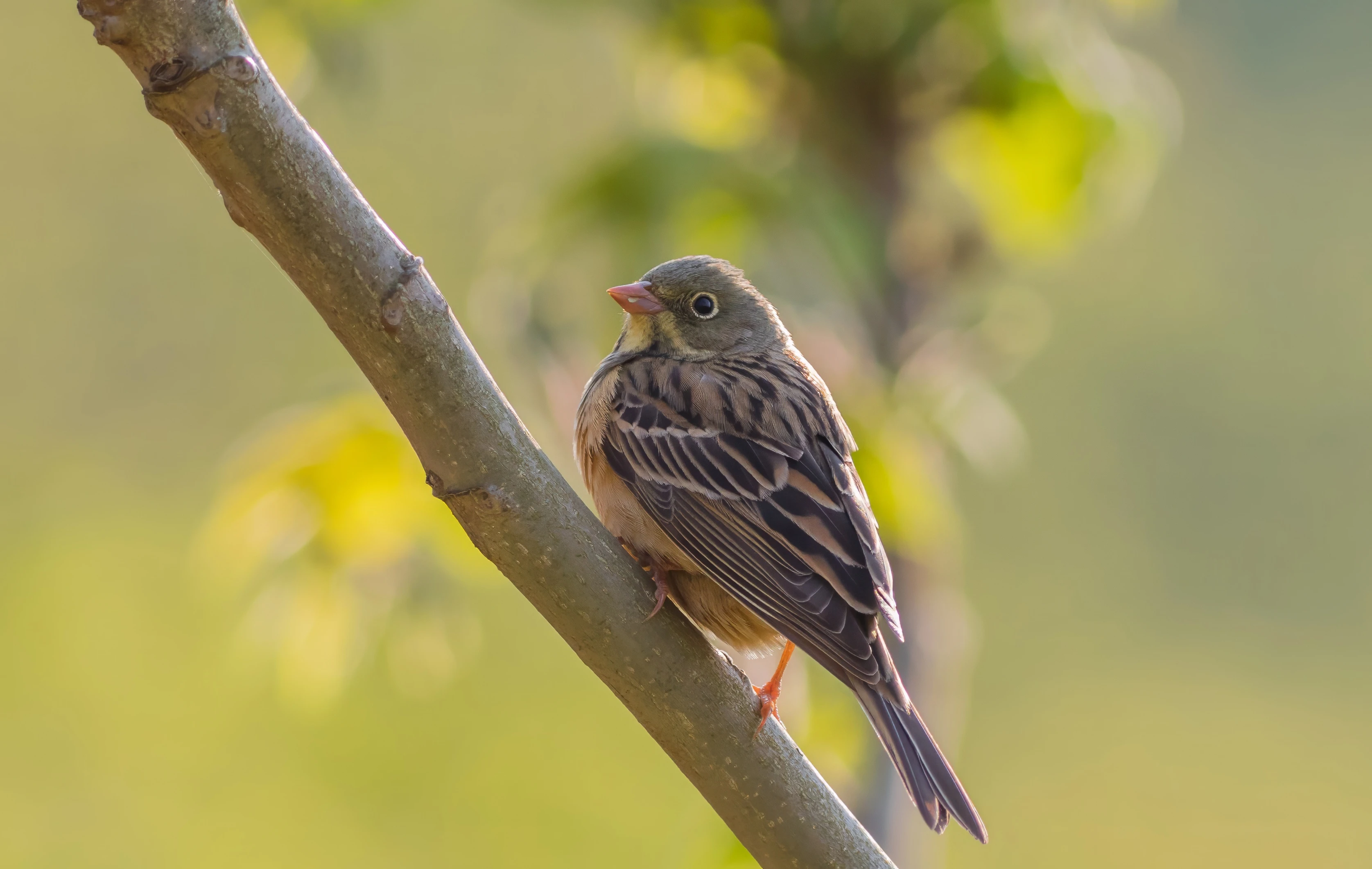An Ortolan Bunting perched on a branch