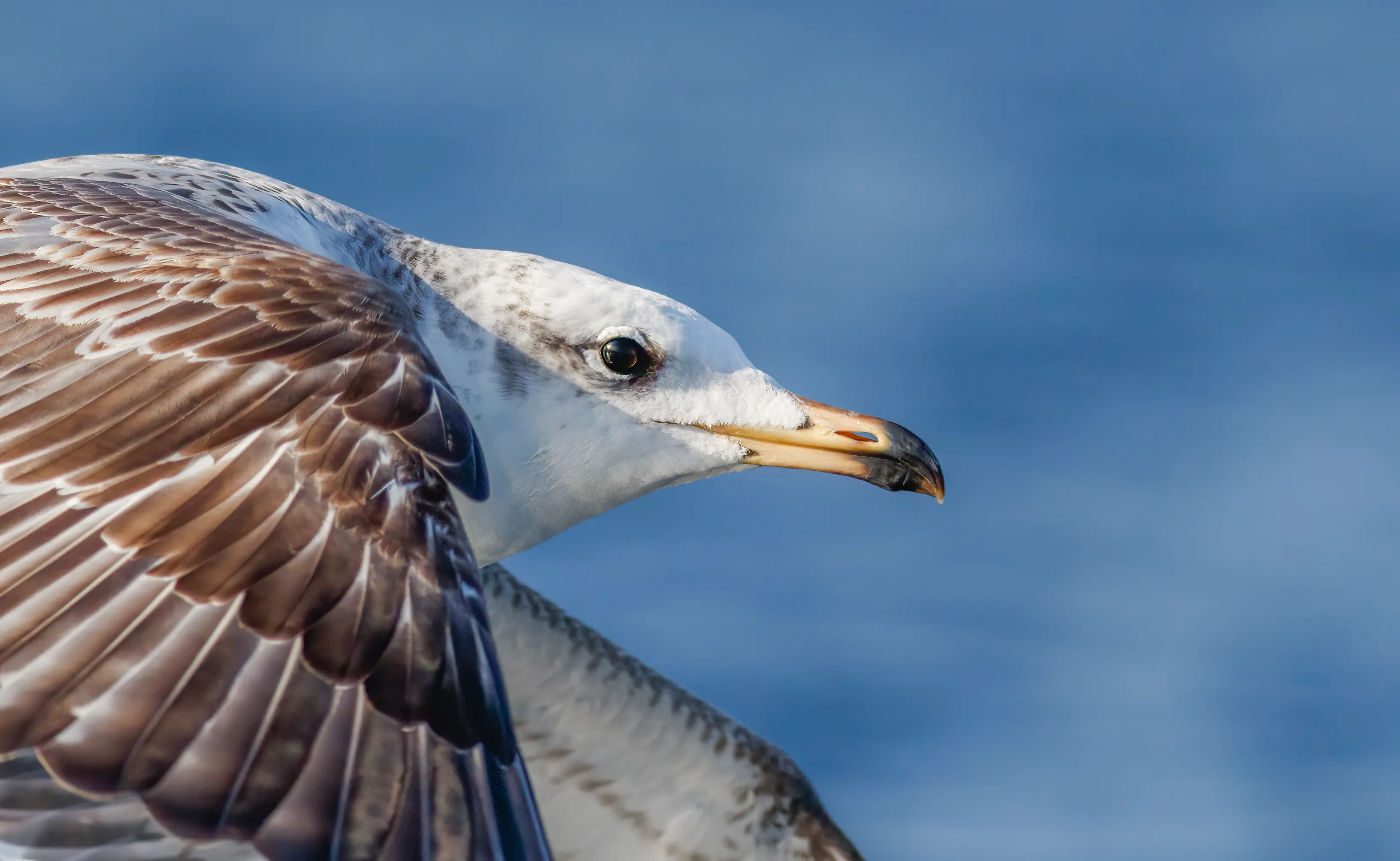 A Pallas's Gull