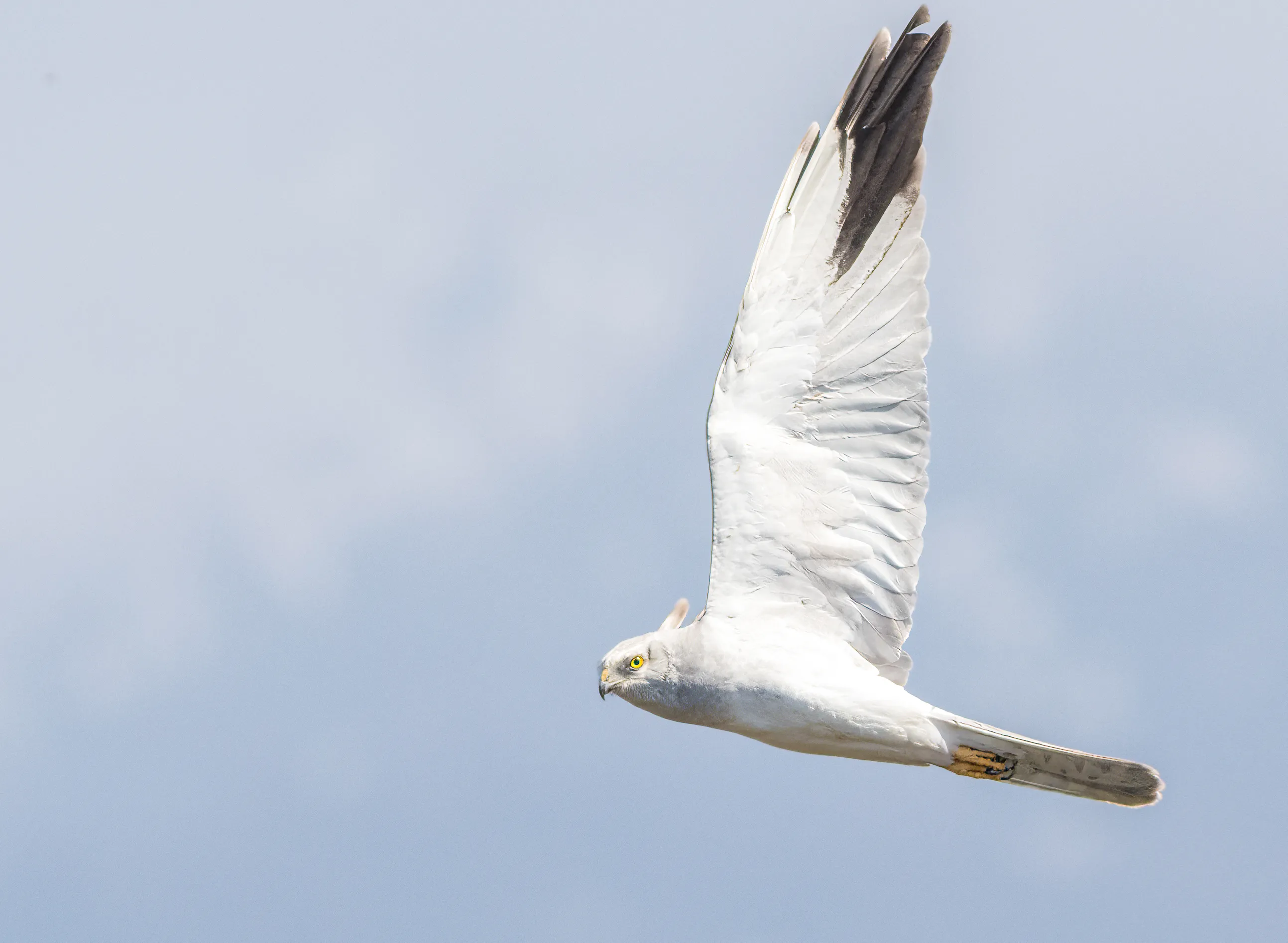 A Pallid Harrier in flight