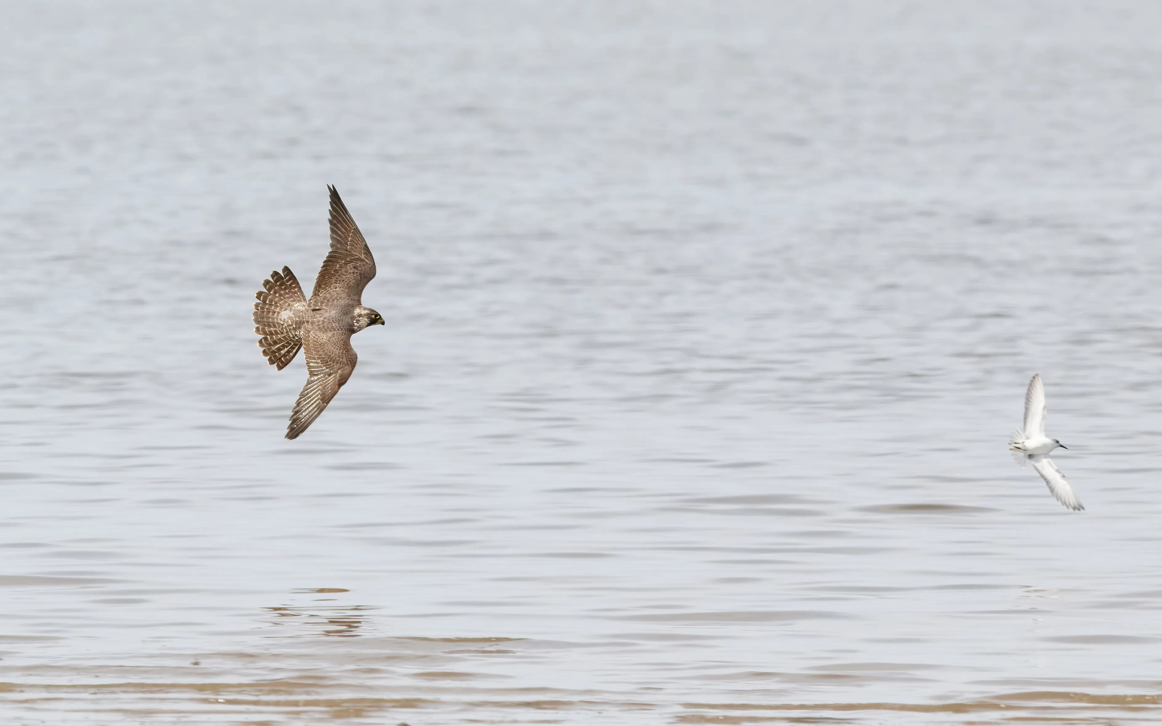 A Peregrine Falcon chasing a Sanderling