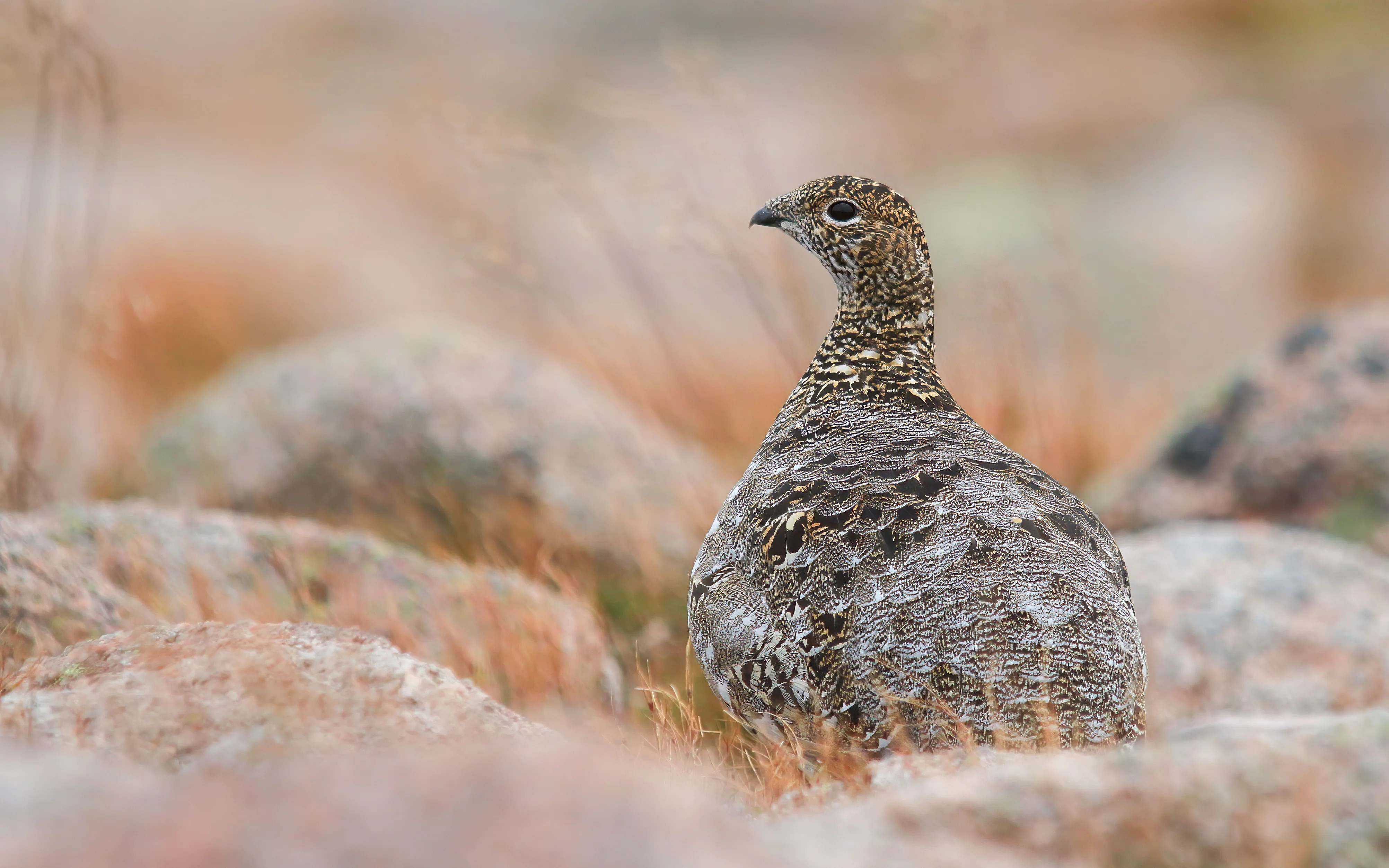 A Ptarmigan