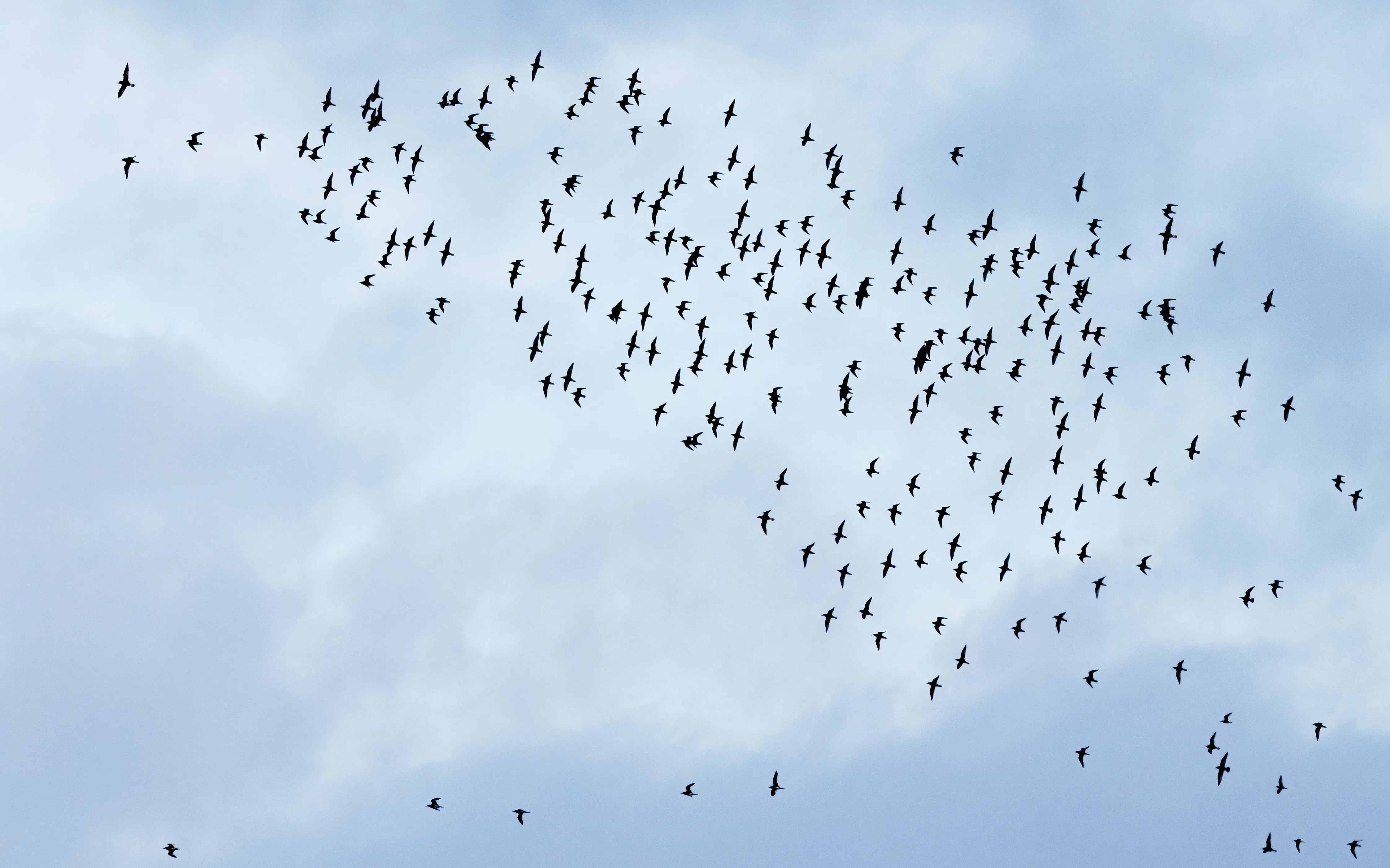 A Red Knot foraging