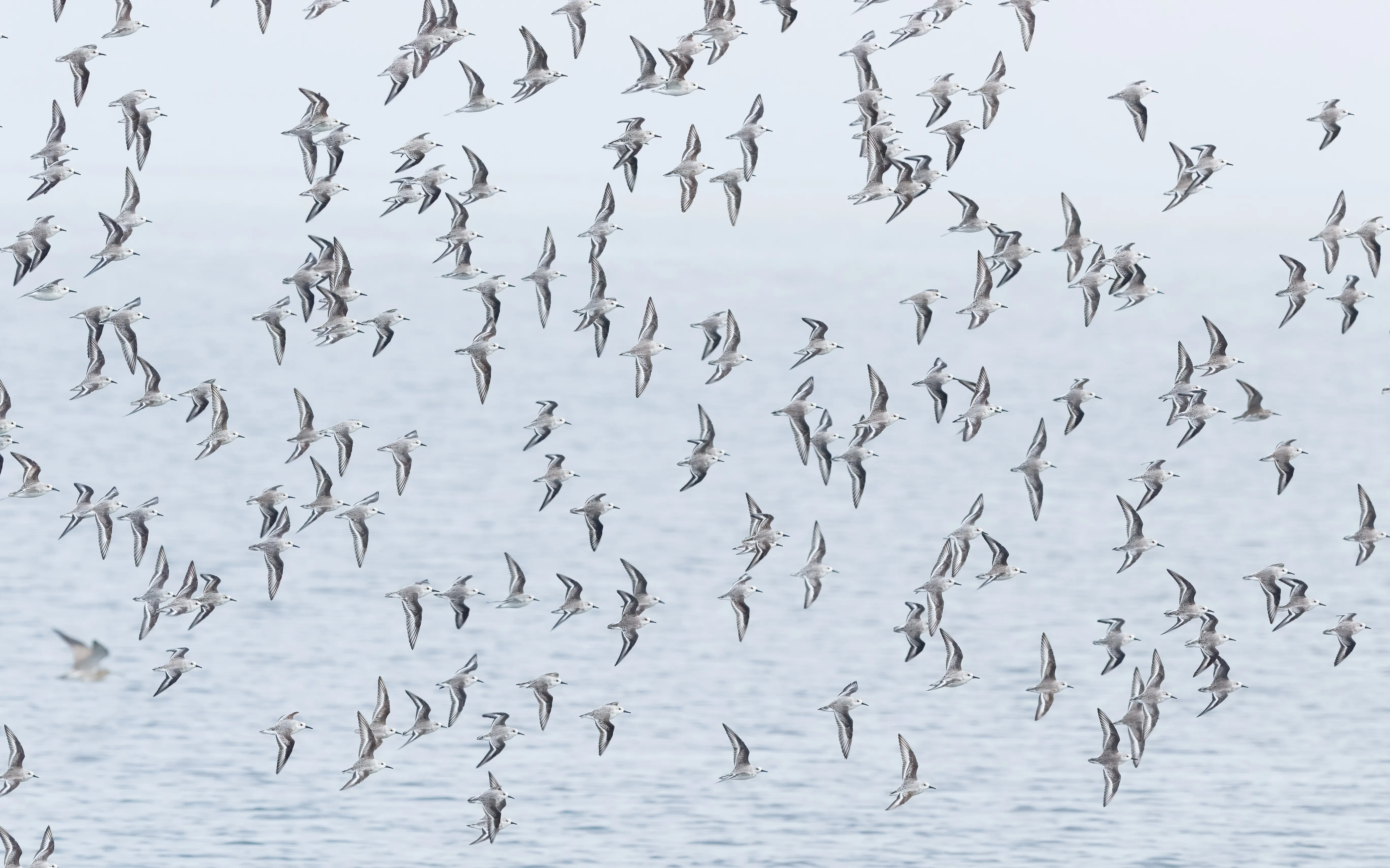 Sanderlings in flight