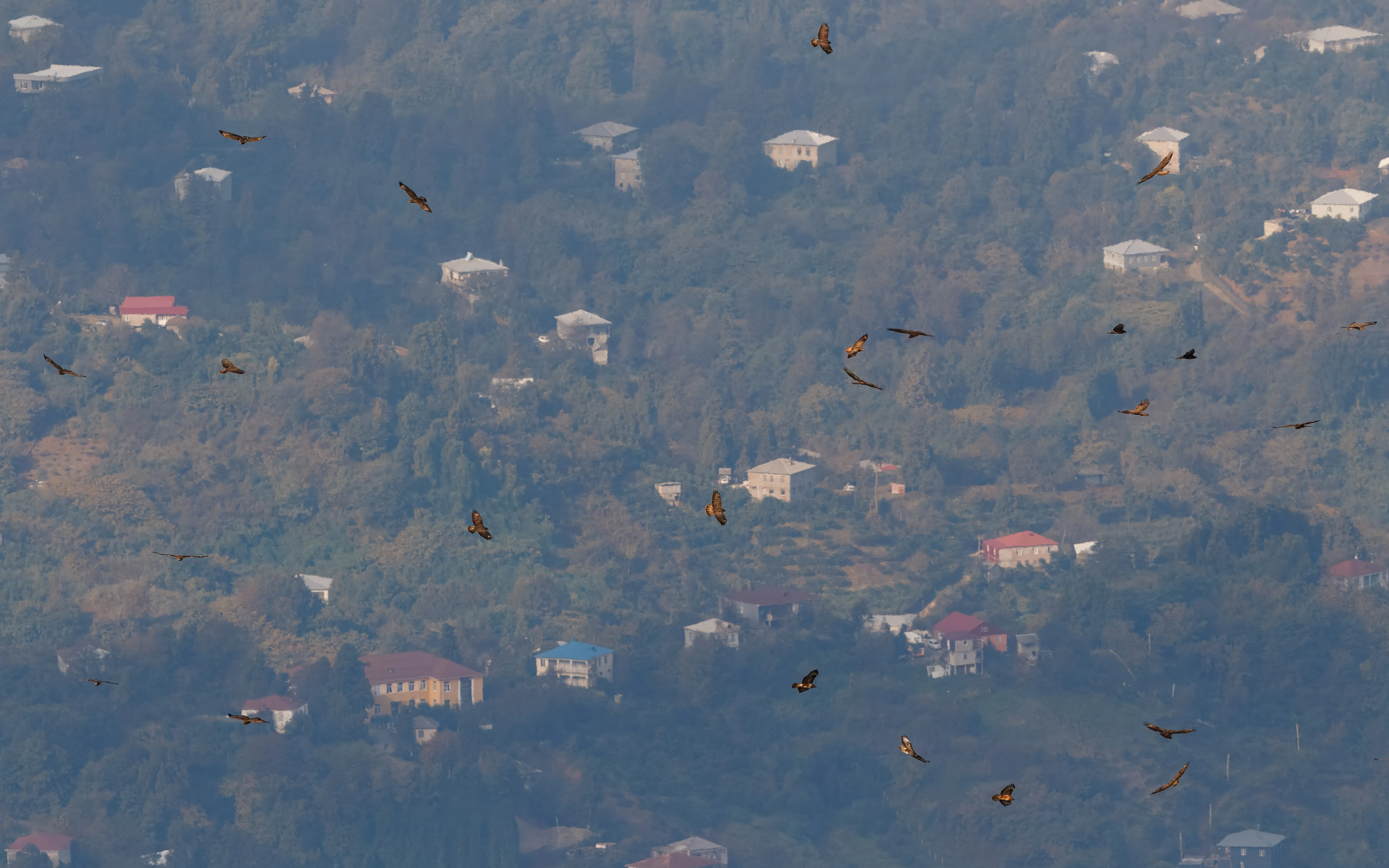 Steppe Buzzards in flight