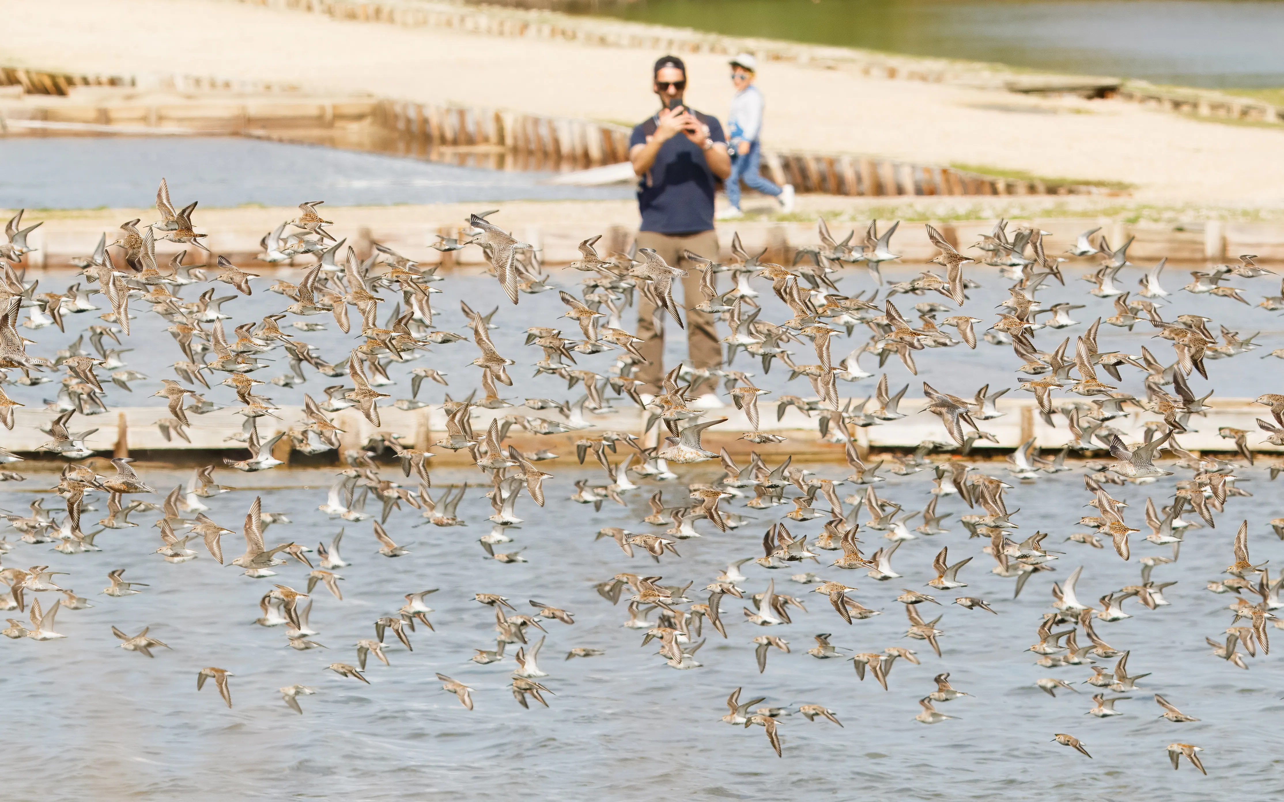 A flock of waders