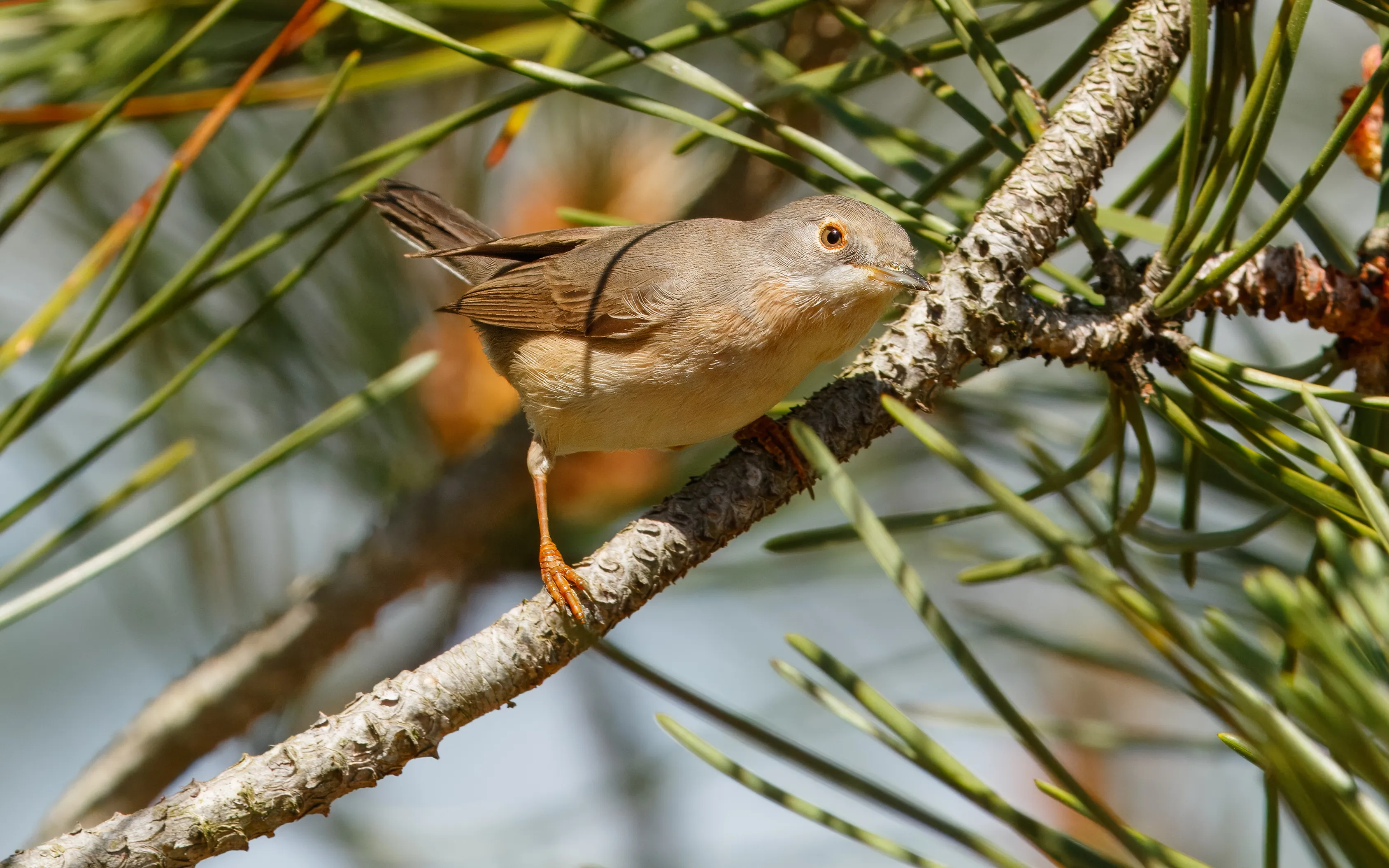 A Western Subalpine Warbler
